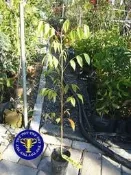 ╭＊田尾玫瑰園＊╯造林樹種--(小葉桃花心木)-木材材質堅硬不易彎曲變形耐磨損