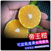 帝王柑✅嫁接苗盆栽✅南北可盆栽陽台產果 砂糖橘 樹苗 果苗 矮化果樹 矮生盆栽 矮化盆栽 水果苗 水果盆栽 水果樹苗