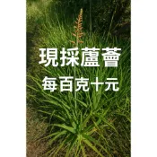【現採鮮嫩蘆薈】純天然露天栽培野生蘆薈｜每100克10元，100克就出貨｜現貨即出，可食用、敷臉、觀賞種植