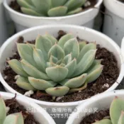 沅鈺農場   多肉植物   月光仙子（露養植物輕微曬傷）