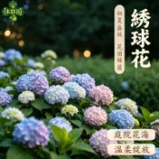🌸24H發貨 繡球花種子🌸無盡夏 洋繡球 薄荷拇指 陽台盆栽 耐陰開花 新手挑戰 酸藍鹼粉 輕鬆爆花 現貨附調色教學