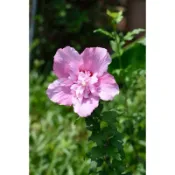 🌸植plant & flower ~ 水槿  木槿  扶桑  龜糧
