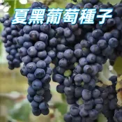 【夏黑葡萄種子】 台灣現貨 盆栽庭院果樹 無籽葡萄苗 香甜黑葡萄 家庭種植 水果樹苗 自種可收成 送禮自用 四季可種