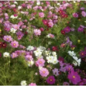 種子王國 大波斯菊【特價商品】花海大波斯 分包裝花海種子 約600粒/包