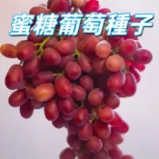 【蜜糖葡萄種子】台灣葡萄籽 水果種子 盆栽園藝 好種易活 發芽快 簡單種植 自家種 現貨 陽台種植