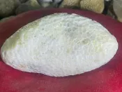 台灣台東成功海洗透光珊瑚菊花玉