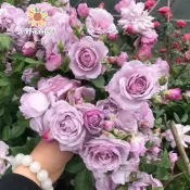 青禾園藝-紫夢爬藤玫瑰種子（MG-47）Rose紫色係大花薔薇花月季種子庭院陽台灑下就能活懶人觀賞花卉花海種子#自留種