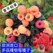 ✔💯【樹莓種子】漿果種子 覆盆子 樹莓盆栽 當年結果植物 水果種子 樹莓苗 樹莓種子 紅樹莓 黑樹莓 盆栽地栽