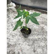🎄綠世界🎄水果苗🎄台農2號木瓜🎄3吋黑軟盆🎄高約5-15公分