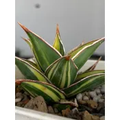 柚柚農園   姬鮑魚