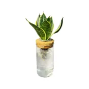 (店+)【理想小品】虎紋虎尾蘭【現貨】水耕盆栽 玻璃圓柱瓶 無土種植 觀葉植物 室內植物 玻璃飾品 水耕花瓶 懶人花盆