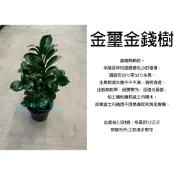 心栽花坊-金璽金錢樹/金璽雪鐵芋/3.5吋盆/觀葉植物/室內植物/綠化植物/特價260