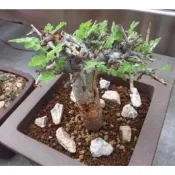 【塊根英雄】黧乳香種子/Boswellia rivae/橄欖科乳香屬/毛葉乳香~層次的軀幹
