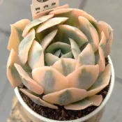 赤星錦2吋盆-多肉植物〈〈魯肉販Air Magic〉〉