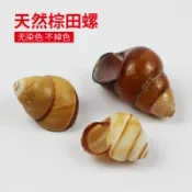 協貿國際日用品生活3館 天然海螺貝殼棕田螺魚缸造景收藏標本金絲蝸牛螺寄居蟹房子替換殼