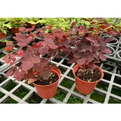 一禪種苗園-四季都呈現暗紅的葉色〈小紅楓/紅葉漿醬草〉季節性植物-3吋盆/猶如縮小版紅楓/觀賞價值高/小眾品種/ANNY