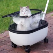 🐱熱銷免運 可開髮票🐱 寵物拉桿箱 貓包外出便攜貓咪背包狗行李箱透明兩衹貓箱子寵物推車 貓咪拉桿箱 寵物航空箱外出箱