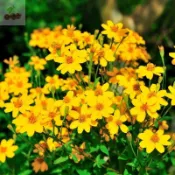 芳香萬壽菊種子  四季種植 夏日可驅蚊效果好 室內四季好養易活 耐寒耐熱 耐旱 花卉陽台庭院四季開花