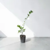 英宏 四季金桔 柳丁 砂糖橘4吋 水果植物 新興植物 室外植物 果苗 果樹