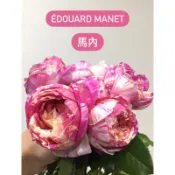 Édouard Manet馬內 幾乎無刺 強健 蔓性玫瑰花 雙色 植株苗 植株盆 無根保濕枝條
