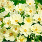 波斯菊種子 四季種植 格桑花種子 花海種子 陽台庭院盆栽 新手易種易活 純潔之花 幸運花 無情的開花機器