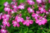 ┌六倍利 翠蝶花  桃花紅 盆栽花圃系列┐種子☆好康大優惠!!! 凡購買本賣場10包送1包!