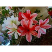 【優勢】日本皋月杜鵑苗~品種名(花綴)