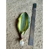 《掌肆》植栽 寶扇錦(側芽無根) 販售株圖1,2,3為同一株 一物一賣 無根寄出 虎尾蘭錦 仙人掌 景天石蓮