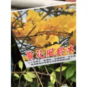 慶平花坊-[黃花風鈴木苗]落葉喬木-2.5吋盆/具有高度的抗旱能力