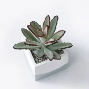 (預購) 莫蘭迪綠系列 | 高貴優雅 玫瑰黑兔耳 方形水泥多肉植栽