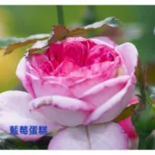 玫瑰天地 賣場3盆起才有出貨 3吋品種玫瑰苗 一箱最多8盆 藍莓蛋糕