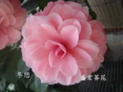 【盛宏茶花】茶花品種︱1呎2盆原棵茶花︱冬戀NK129-1