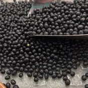 【鄉禾商行】黑豆 青仁黑豆 生黑豆 600克 免費幫您真空 多件優惠