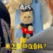 超Q購物袋 獨一無二寵物包 手提包 外出籠 寵物袋 外出包 帆布包 側背包 肩背包 帆布袋 抖音 米奇 米老鼠 狗頭包