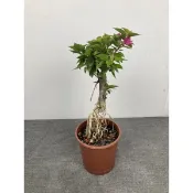 綠園-賞花-裸根八房九重葛-4寸盆