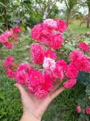 玫瑰花苗（迷你粉紅）月季 薔薇 玫瑰花 3~4吋盆