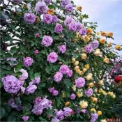 【當天出貨】【爬藤玫瑰花苗】特價大熱銷 香水爬藤薔薇花苗藤本月季 四季種植爬藤大花月季攀援圍墻植物耐寒易種易活超好養殖小