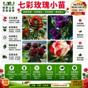 台灣現貨🌹【26款玫瑰花苗】🌹  基地直達 自家種植 稀有玫瑰花小苗 七彩玫瑰 多彩玫瑰 炫彩玫瑰小苗 稀有玫瑰