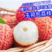 玉荷包荔枝✅超矮化盆栽✅結過果 荔枝樹 鵝蛋荔枝 荔枝 荔枝苗 大丁香荔枝 果苗 樹苗 矮化果樹 矮化盆栽 矮化果樹