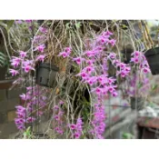 強香紅龍石斛枝條限量20份