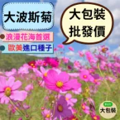 大波斯菊種子 10公斤 批發花種子 彩虹花海 景觀工程 農場用 花卉種子