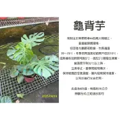 心栽花坊-龜背芋/電信蘭/電線蘭/龜背竹/龜背藤/8吋/觀葉植物/室內植物/綠化植物/特價460