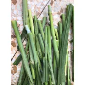 【n0900台灣健立最便宜】2021 現摘現寄的新鮮牧草(狼尾草)嫩梗1KG±10% (龜.兔子.天竺鼠.鸚鵡.雀