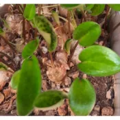 【多肉植物＿百合科 】油點百合 分球株 1球 裸根寄出 多肉入門佳選