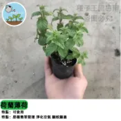 荷蘭薄荷種子 綠薄荷 香草植物 泡茶料理盆栽 可食用驅蚊 室內陽台好種 療癒香草園 DIY種植 廚房花園必備 香氛植物