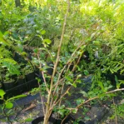 金萱茶苗蝦取宅配滿4棵出貨 福建茶苗烏龍茶苗佛手茶苗翠玉茶苗28號茶苗四季春茶苗種在移植袋可合併不同品項