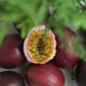 中秋後到貨 - A級-超甜蜜新品種 - 藍星百香果 - 5斤 / 香港可配