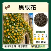 【台灣出貨 電子發票】黑眼花 種子 山牽牛 翼柄鄧伯花 花園 盆栽 花卉 菜籽 空中花園藝世界