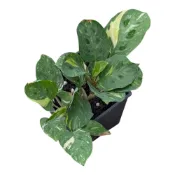 (店+)開心農元-觀葉植物- 斑葉熊貓竹芋 Maranta Leuconeura Kerchoveana Variegata