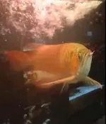 超素豔血紅龍壓縮檔 